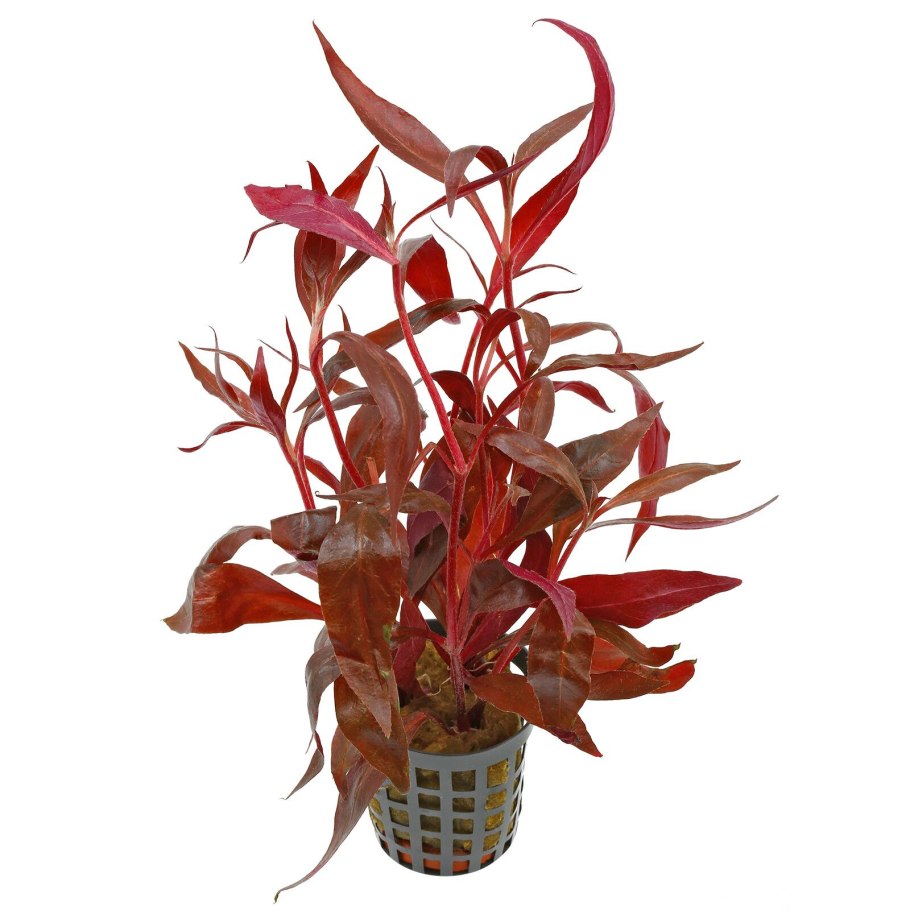 Альтернантера Рейнека