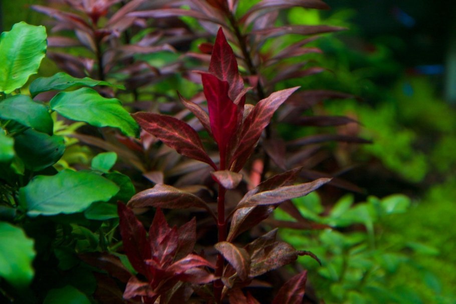 Альтернантера Беттцика