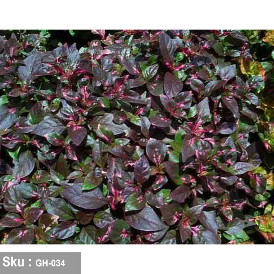 Альтернантера вариегатная