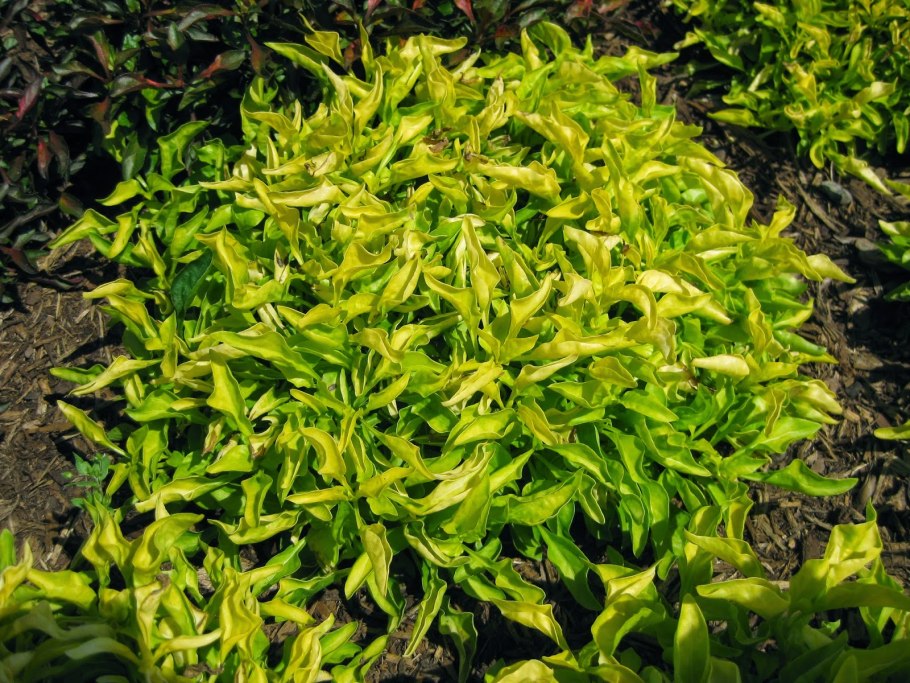 Альтернатера аквариумное растение