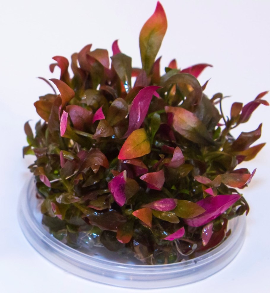 Альтернантера с розовыми листьями