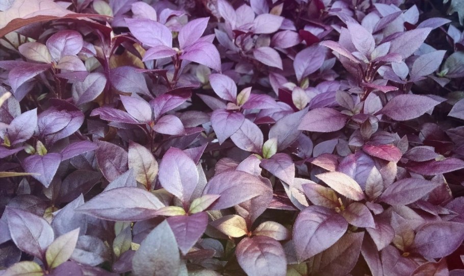 Альтернантера Беттцика