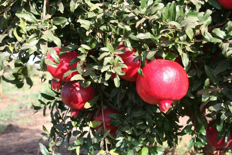 Гранат вандерфул