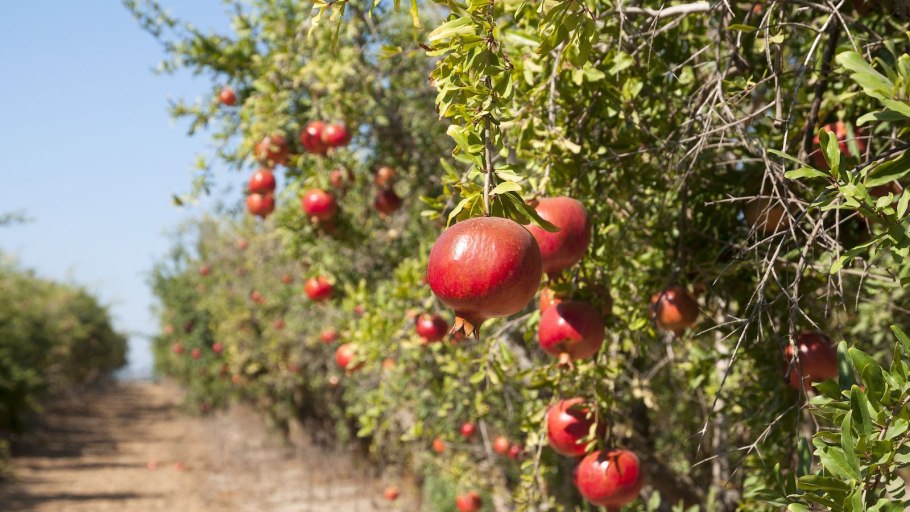 Гранатовые плантации