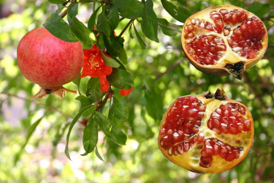 Гранат Гюлейша