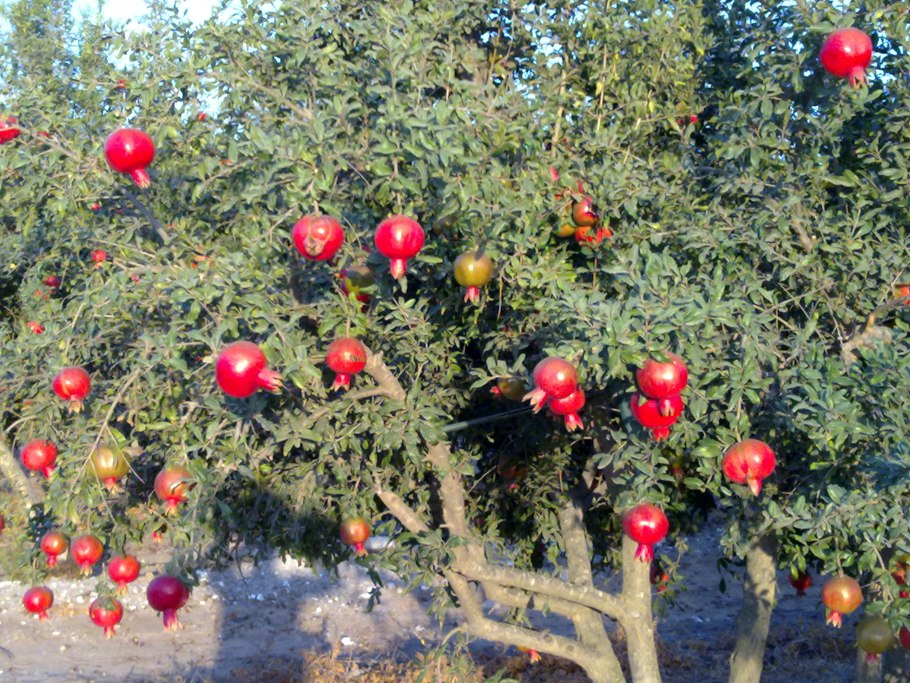Дерево гранат в Крыму