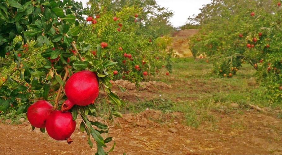Азербайджан гранатовые плантации