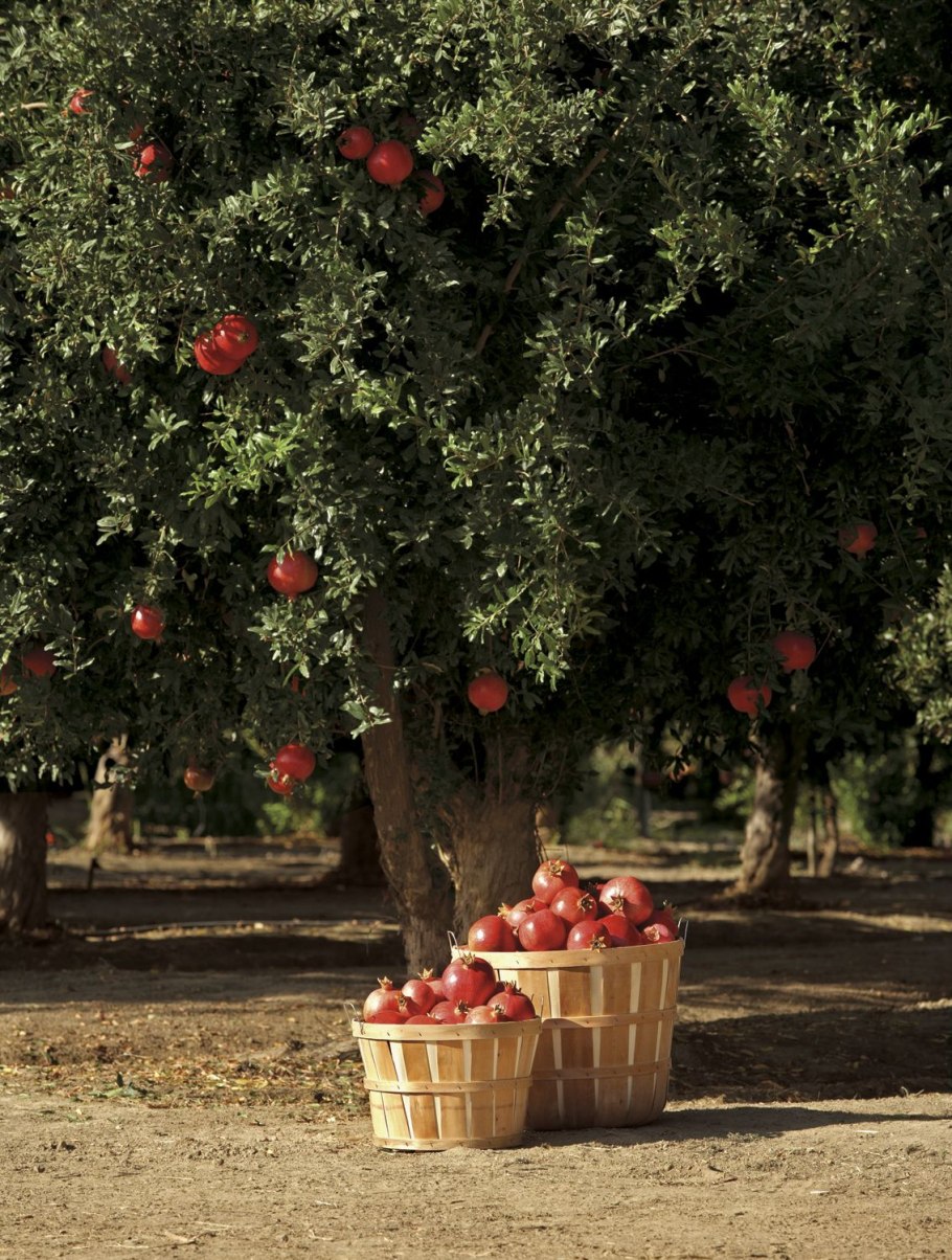 Гранатовые деревья в Израиле