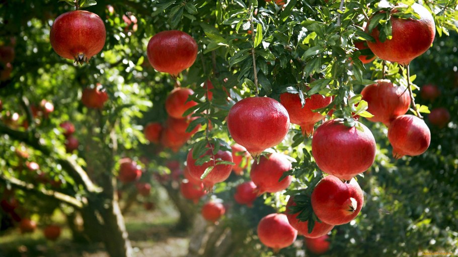 Хатай Турция плантации гранат
