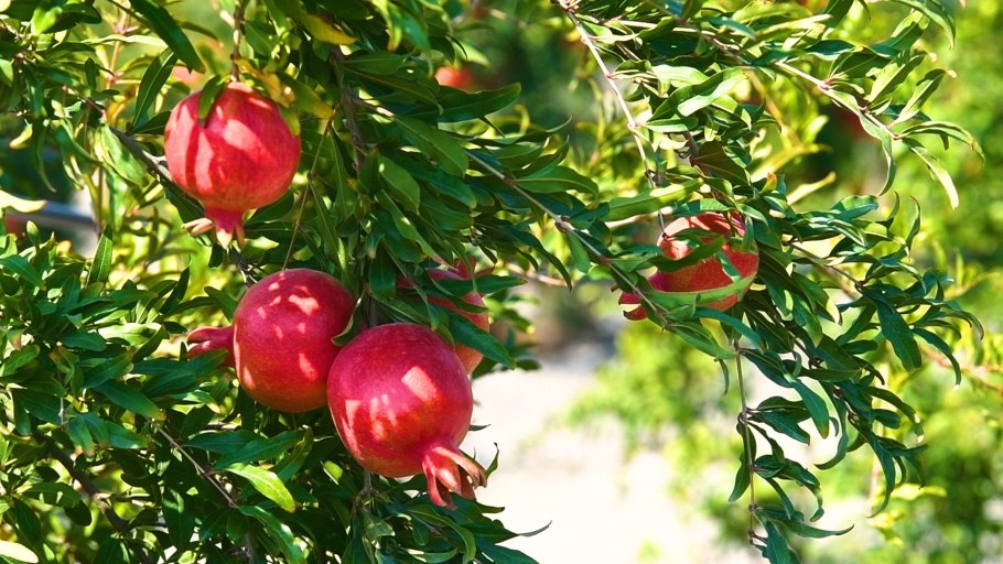 Гранатовое дерево Абхазия