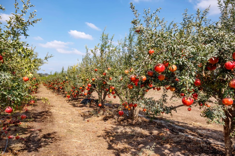 Хатай Турция плантации гранат