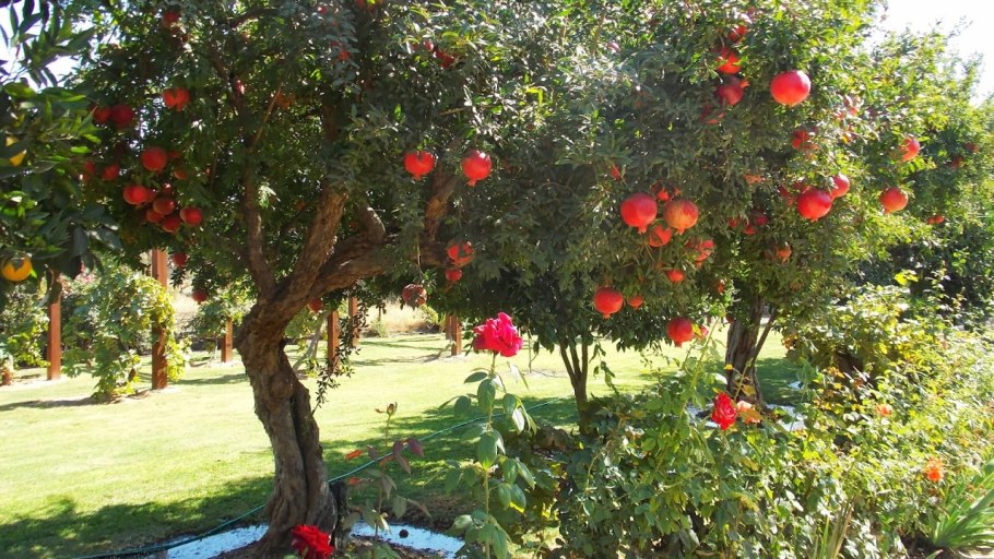 Сухуми гранат дерево