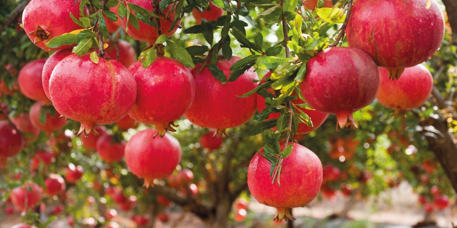 Гранатовые сады в Азербайджане