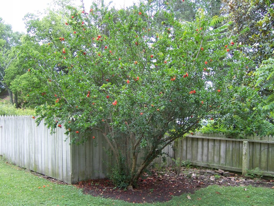Кустовой гранат зимостойкий