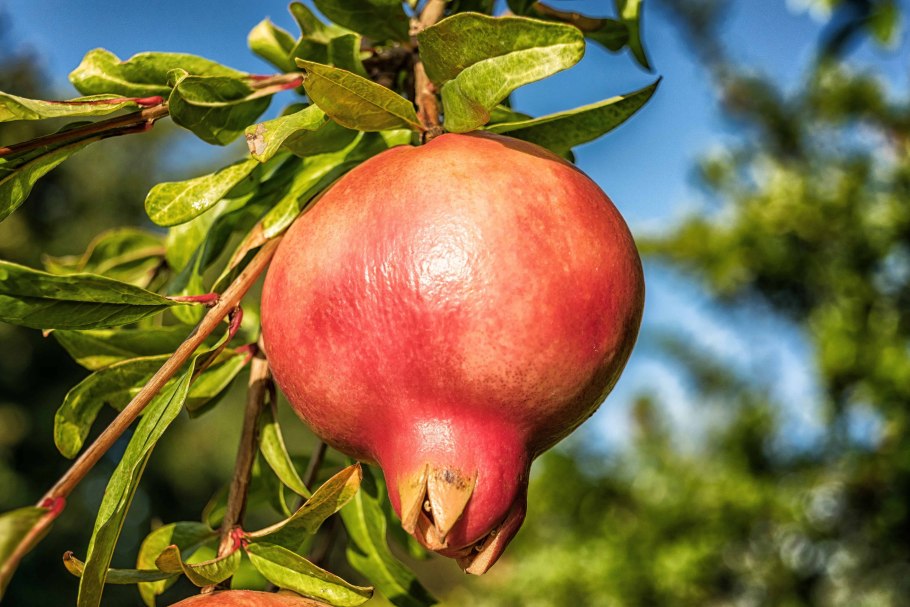 Гранат обыкновенный Punica granatum