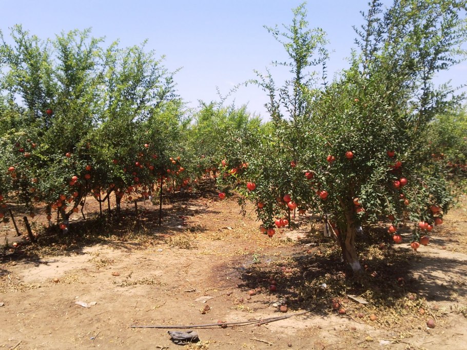 Дерево Анор Узбекистана