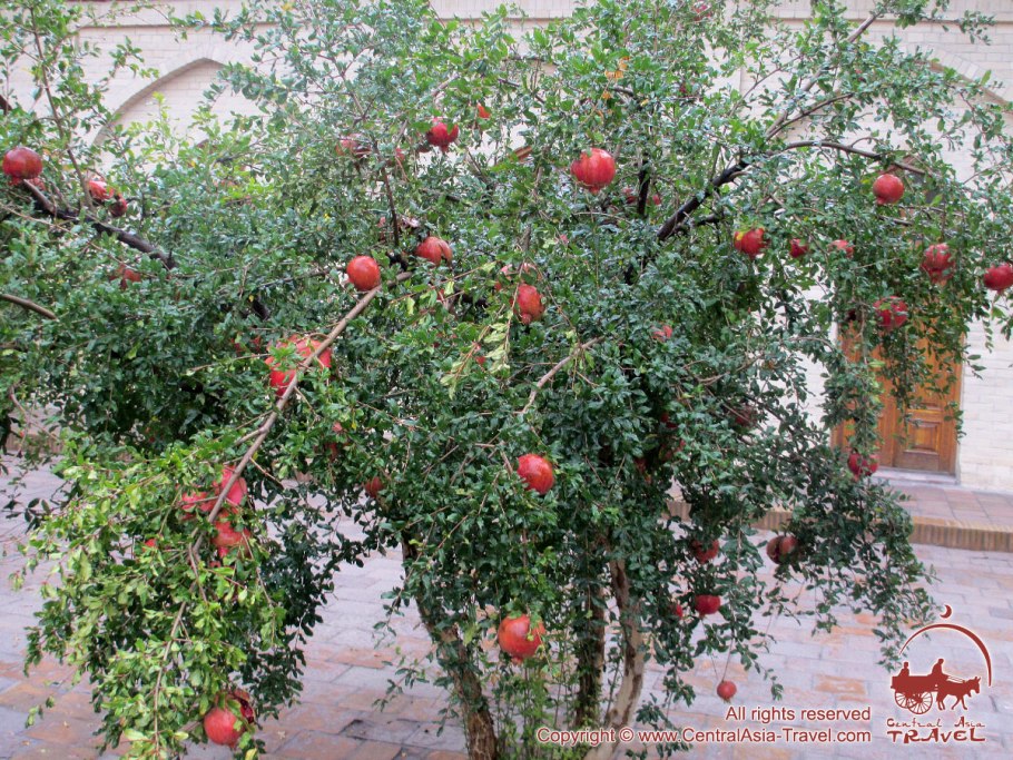 Узбекистан Ферганская Долина гранат