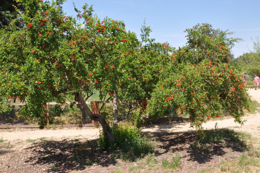 Punica granatum