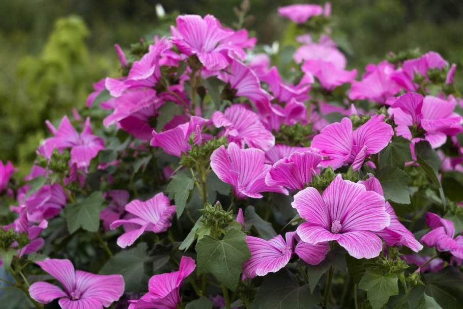 Лаватера тюрингенская