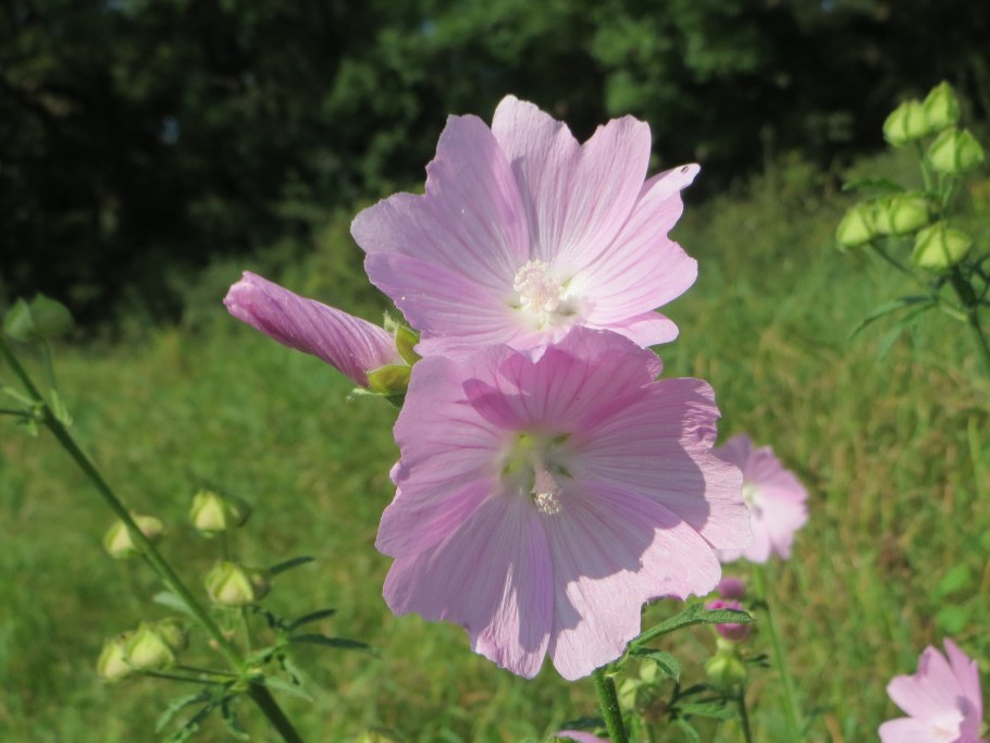 Мальва хатьма