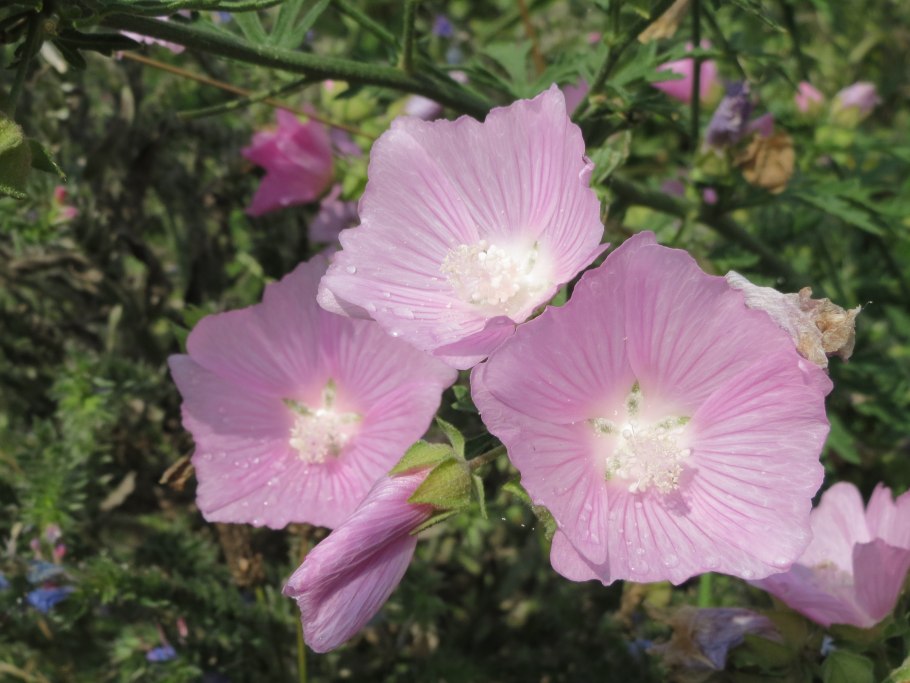 Лаватера хатьма