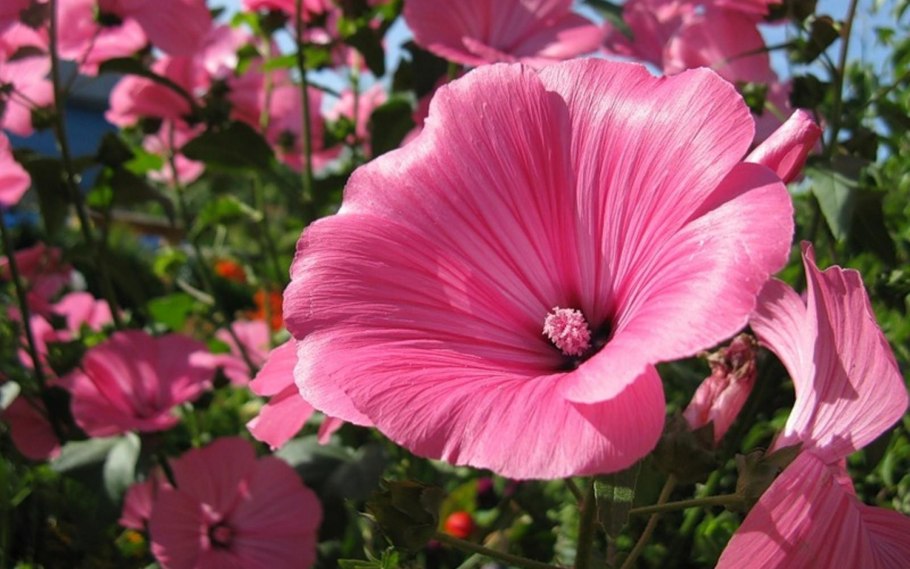 Лаватера хатьма