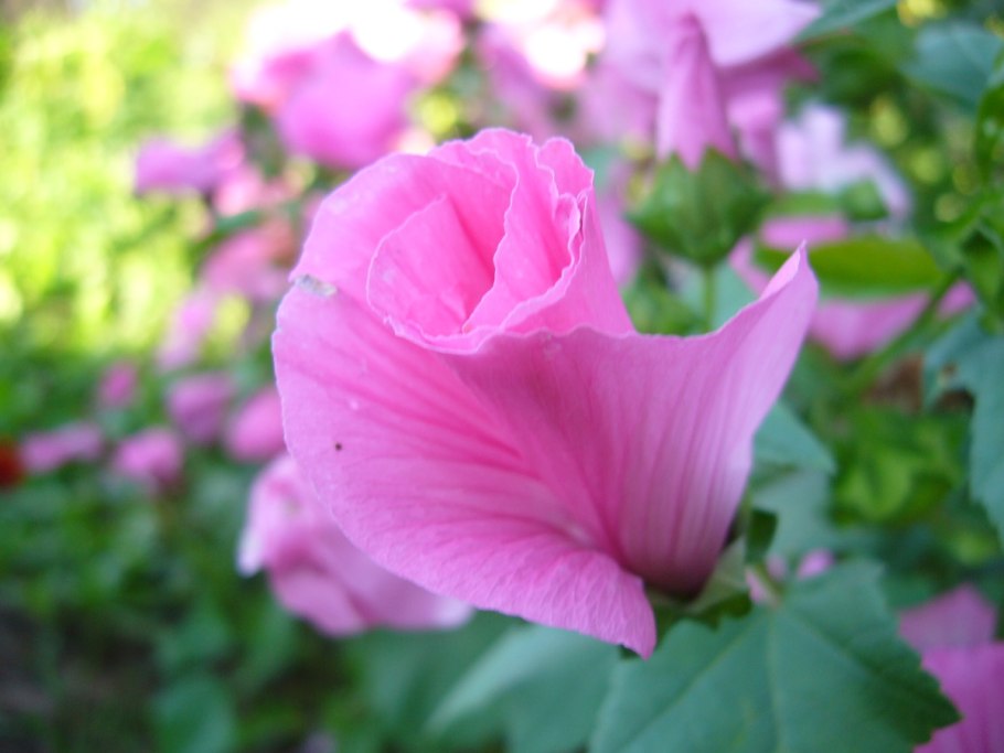 Лаватера монт Роуз