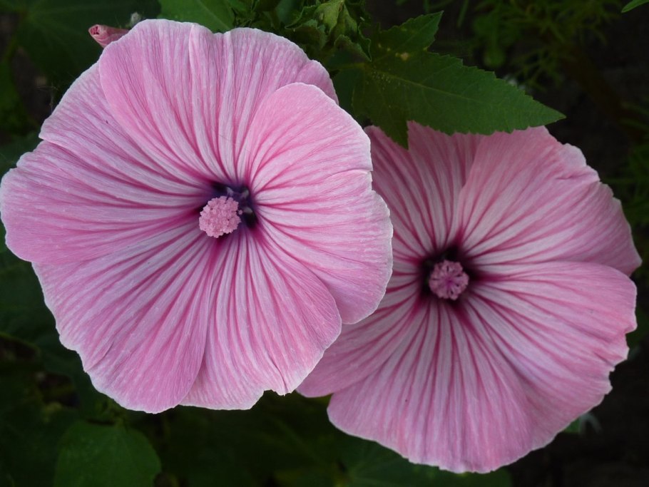 Семена Мальва (хатьма тюрингенская, Lavatera thuringiaca l.)