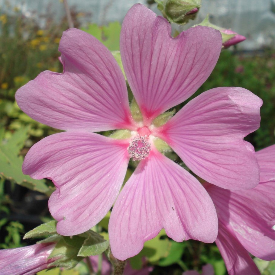 Хатьма Дикая роза