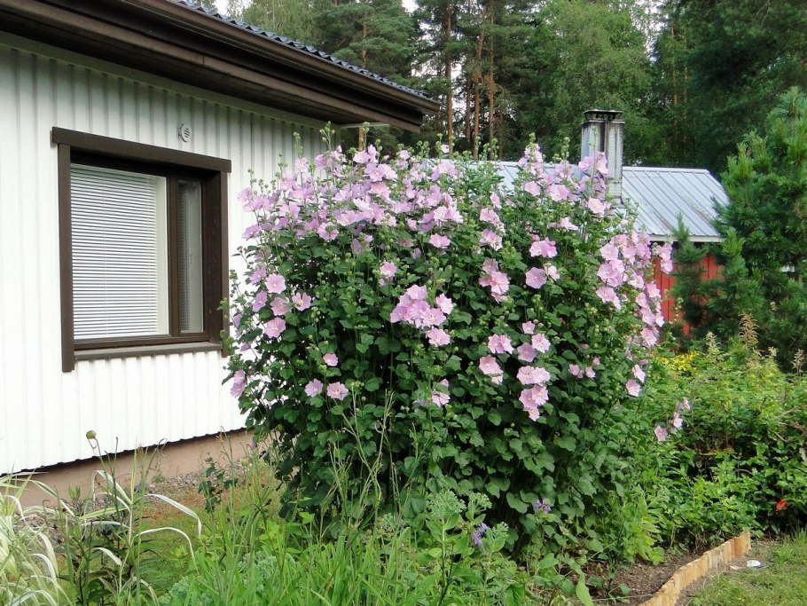 Мальва однолетняя