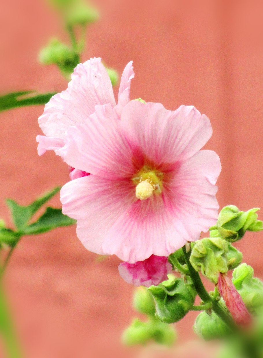 Лаватера цветение