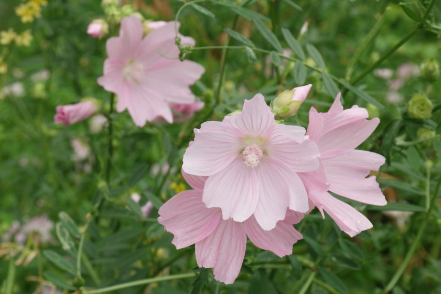 Просвирник Алтей