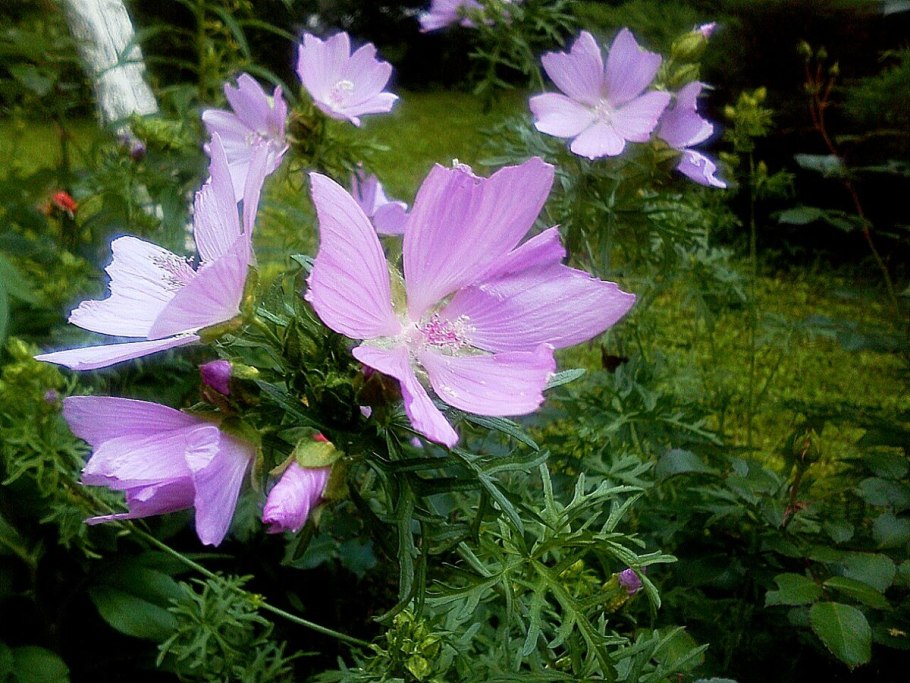 Лаватера цветет