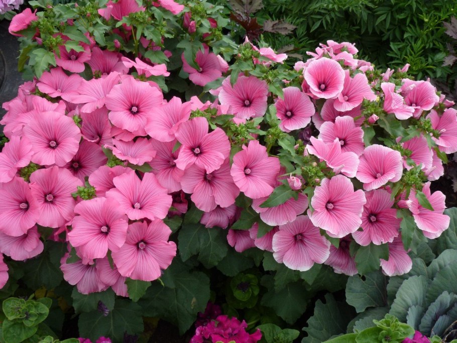 Лаватера тюрингенская