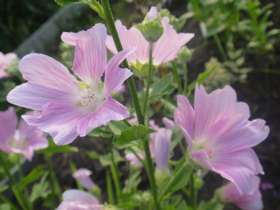 Мальва Дикая Крымская