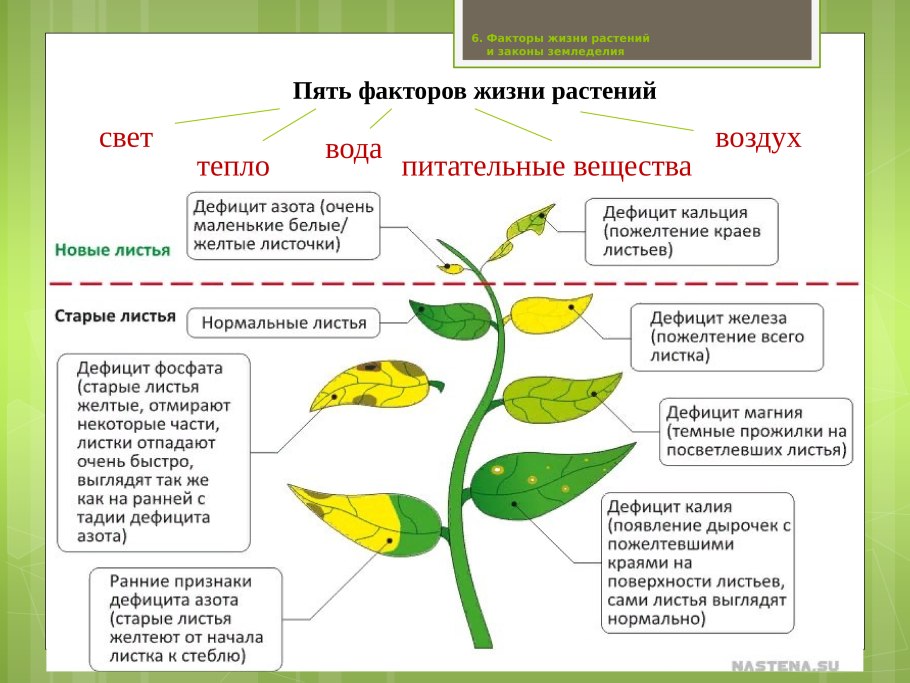 Желтые пятна на монстере