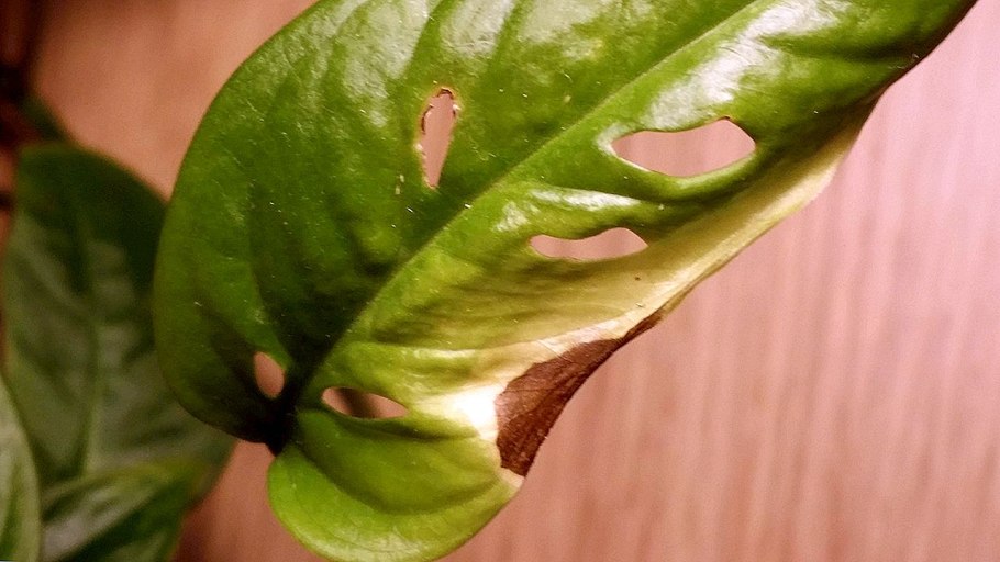 Монстера Адансона Monstera adansonii