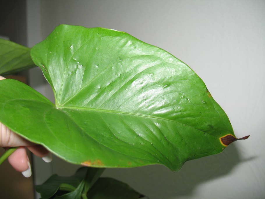 Monstera Leaf propagation