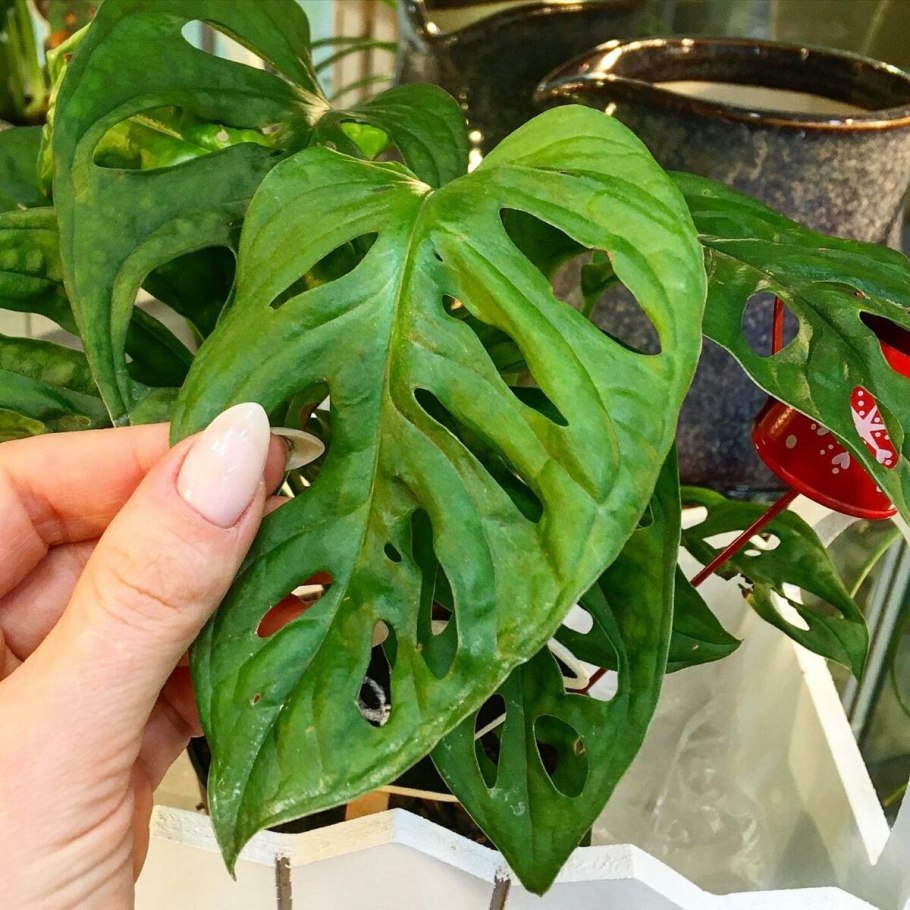 Монстера acuminata