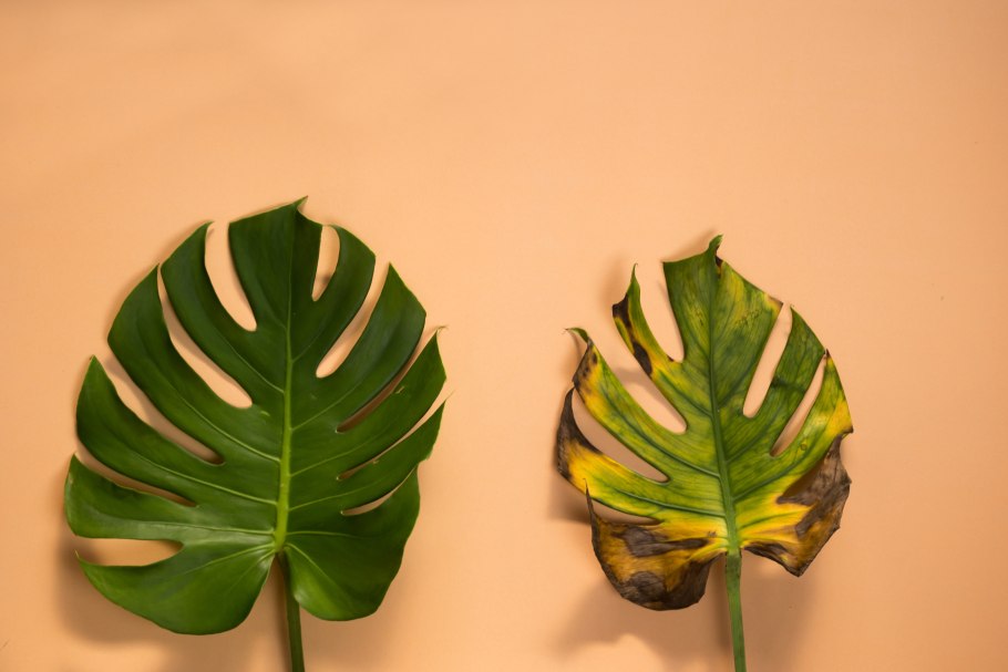 Monstera красная бархатная