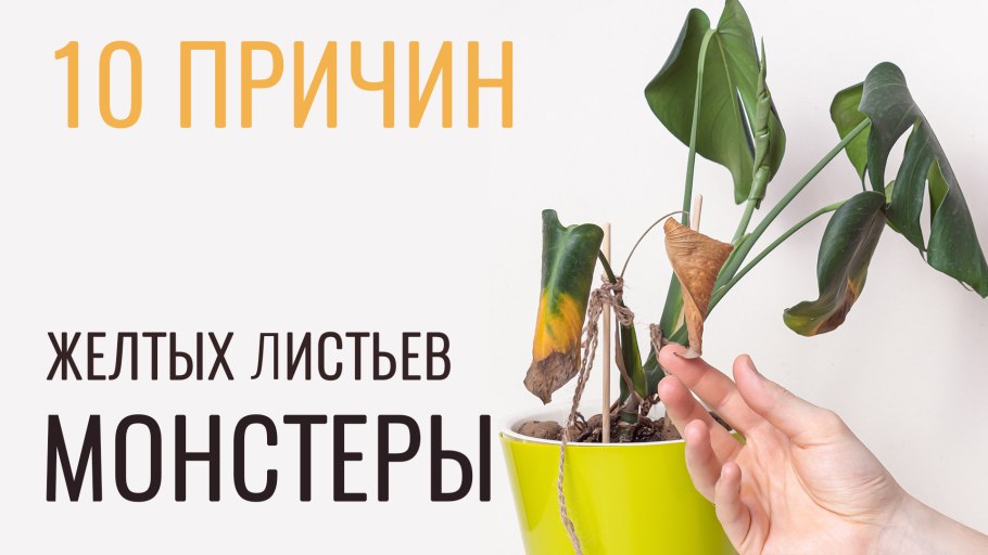 Монстера adansonii