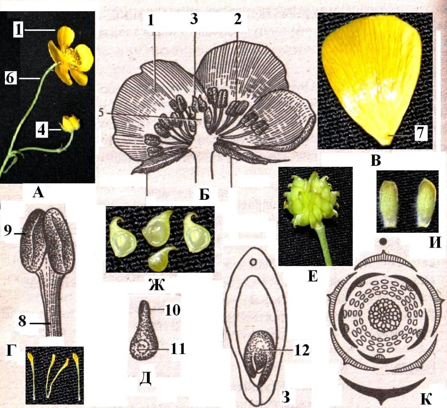 Паслёновые клубеньковые