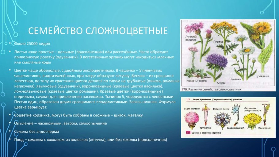 Семейство Сложноцветные формула