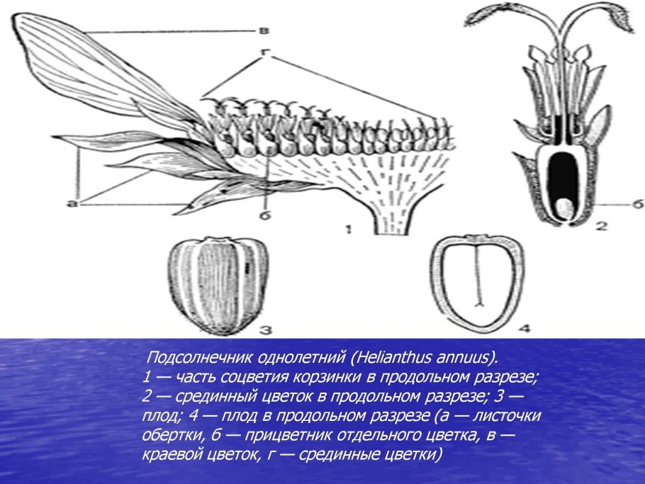 Астровые (Asteraceae)