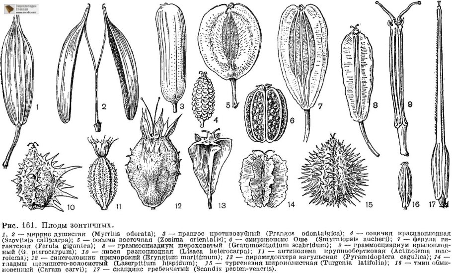 Семейство зонтичные сельдерейные