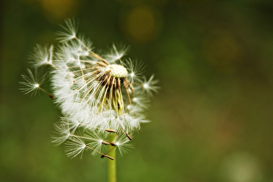 Таблица соцветия название схема