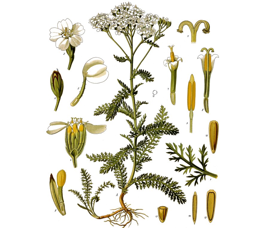 Щитковидно-метельчатые соцветия