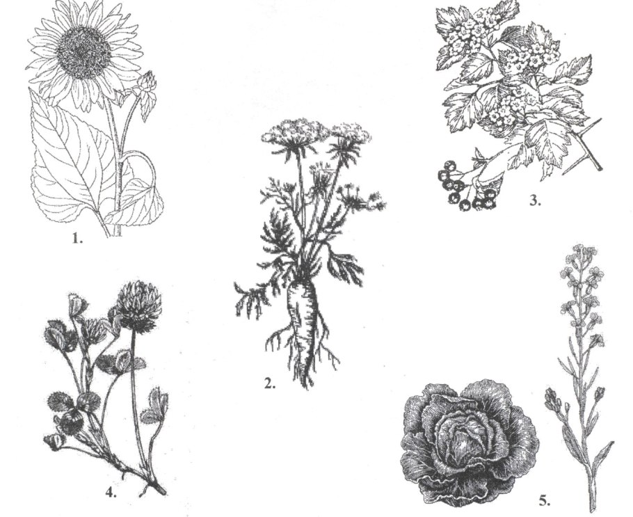 Одуванчик лекарственный строение