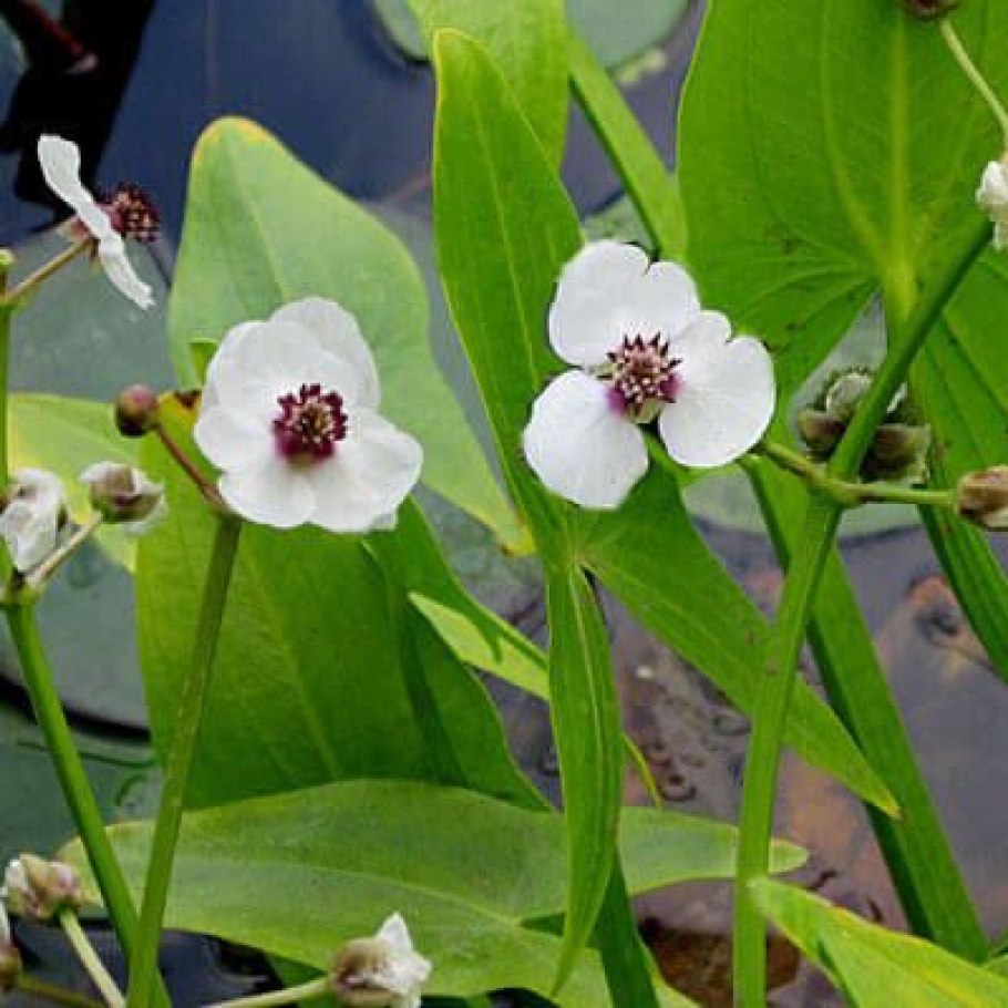 Стрелолист Sagittaria sagittifolia