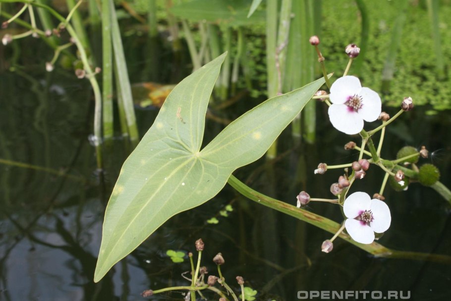 Стрелолист обыкновенный (Sagittaria sagittifolia)